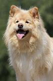 CHIEN FINNOIS DE LAPONIE 729